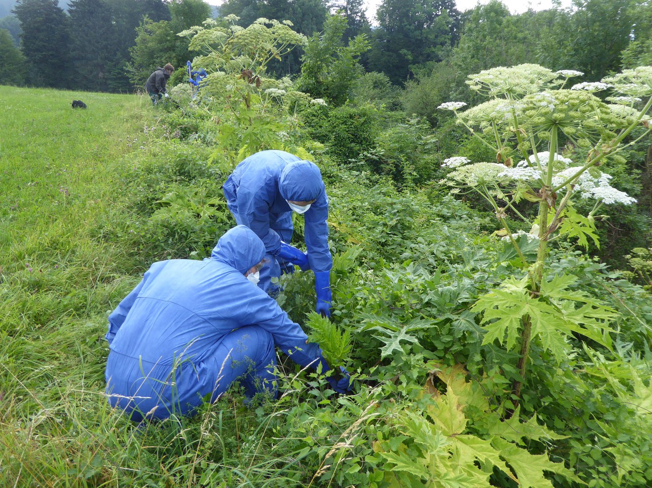 Menschen in Schutzanzügen bekämpfen einen Bestand von blühendem Riesenbärenklau.