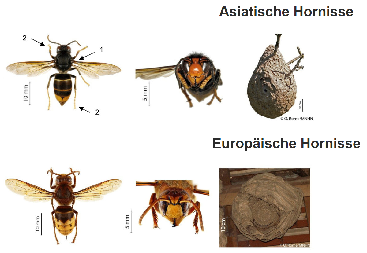 Unterscheidungsmerkmale Europäische und Asiatische Hornisse