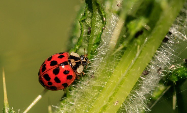 Harmonia axyridis