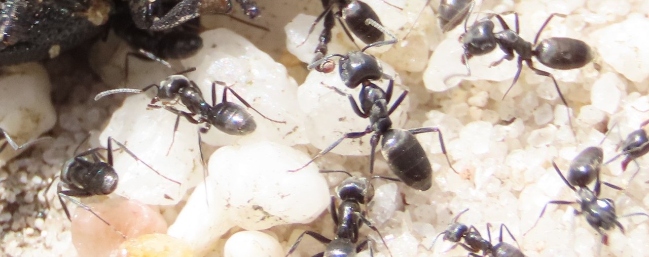 Mehrere Tapinoma nigerrimum mit Ameiseneiern.