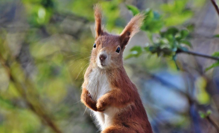 Europäisches Eichhörnchen in einem Baum