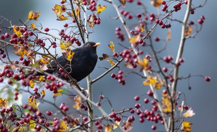 Amsel auf einem Weissdorn