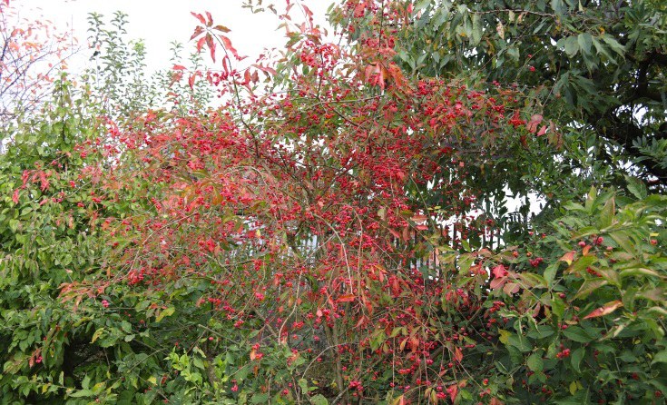 Einheimische Sträucher in einem Garten