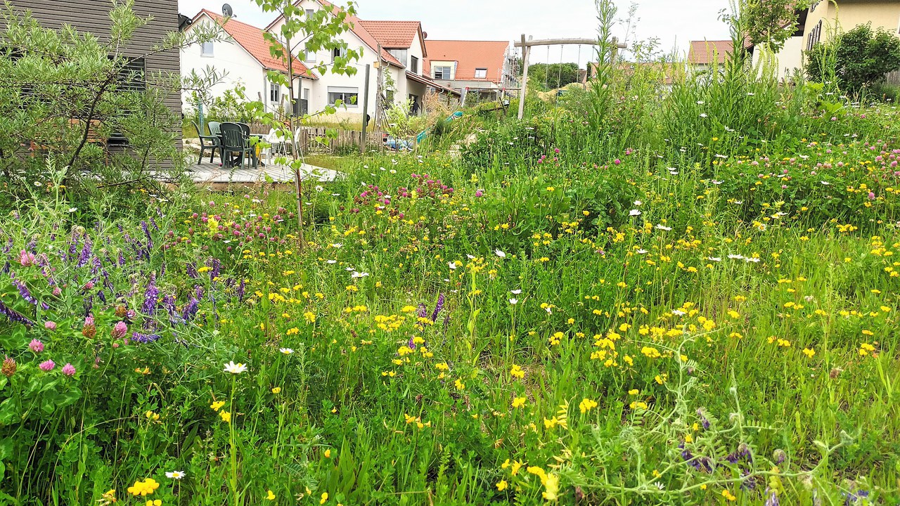 Naturgarten mit bunter Wildblumenwiese