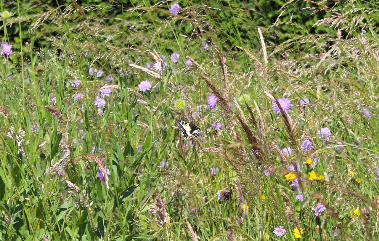 Neu angelegte Blumenwiese mit Schmetterling.