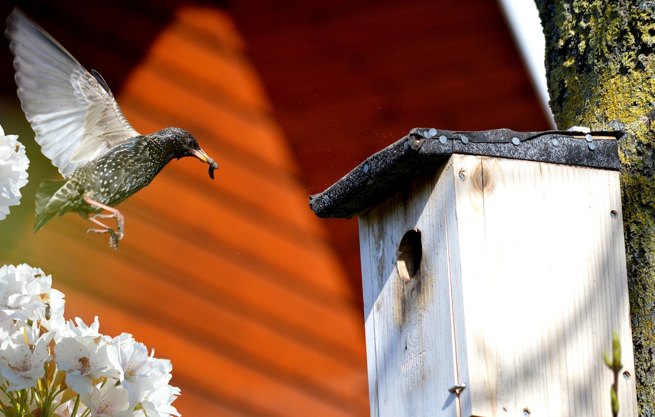 Star im Anflug auf Vogelhäuschen.