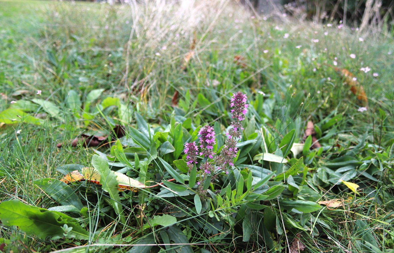 Blumenrasen, extensive Wiesen oder Ruderalflächen sind ökologische Alternativen zum englischen Rasen.