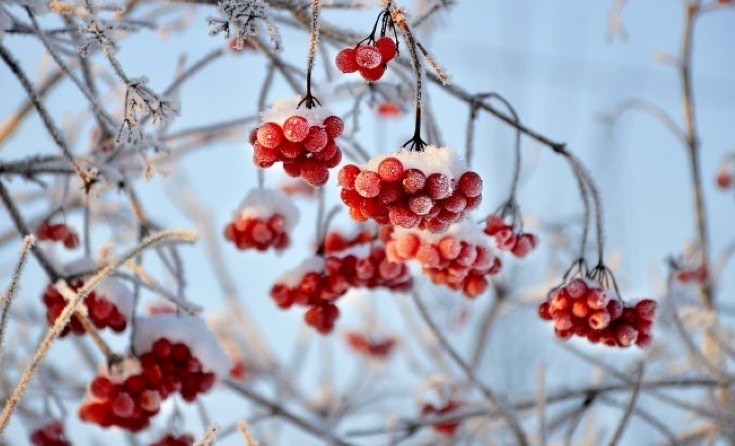 Beeren mit Eis überzogen im Winter.