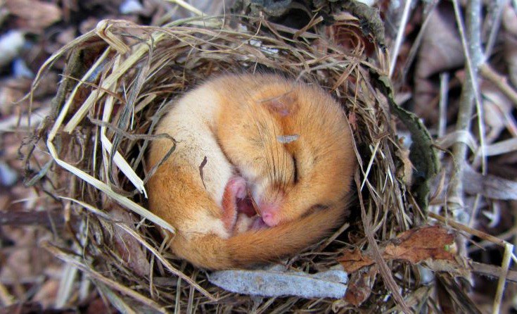 Schlafende Haselmaus in einem Nest aus Gräsern