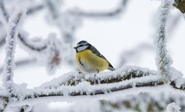 Blaumeise auf einem verschneiten Ast