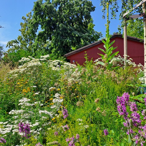 20240625_110528.jpg. Vergrösserte Ansicht