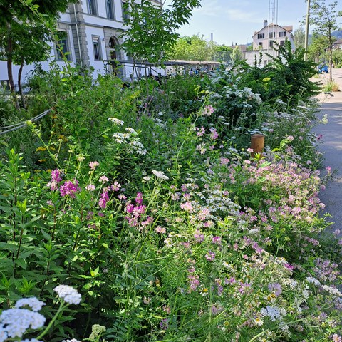 20240625_110806.jpg. Vergrösserte Ansicht