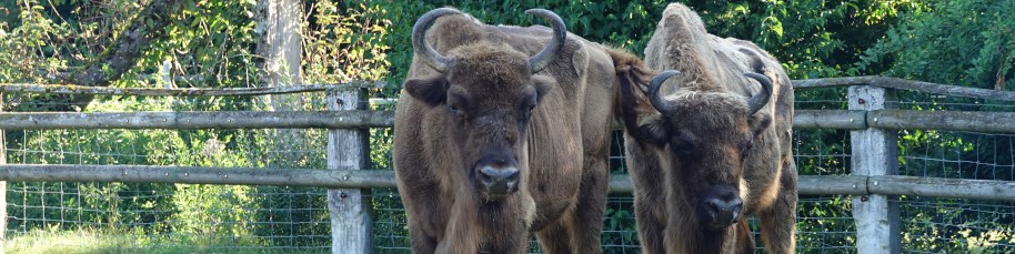 Wildpark Bruderhaus