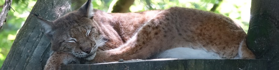 Wildpark Bruderhaus