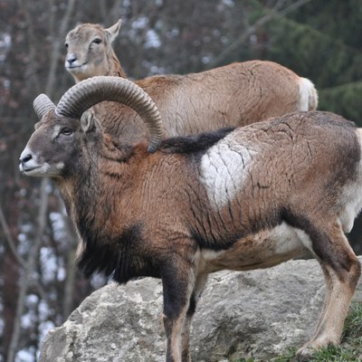 Mufflon (Ovis orientalis musimon) — Stadt Winterthur