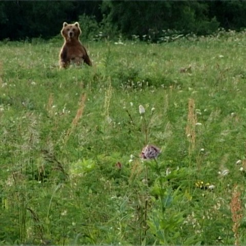 Ours. Vergrösserte Ansicht