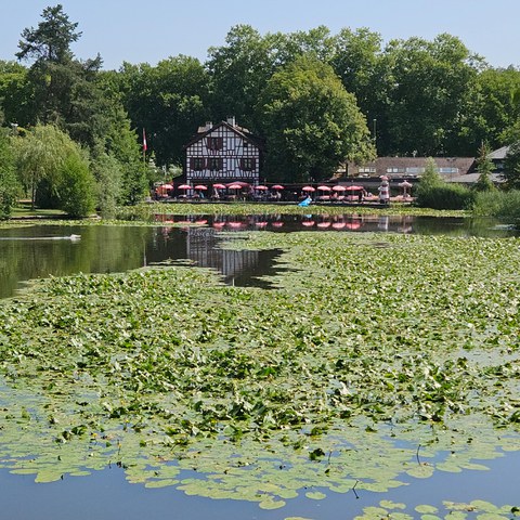 Schützenweiher, Juli 2026: zugewachsene Wasseroberfläche. Vergrösserte Ansicht