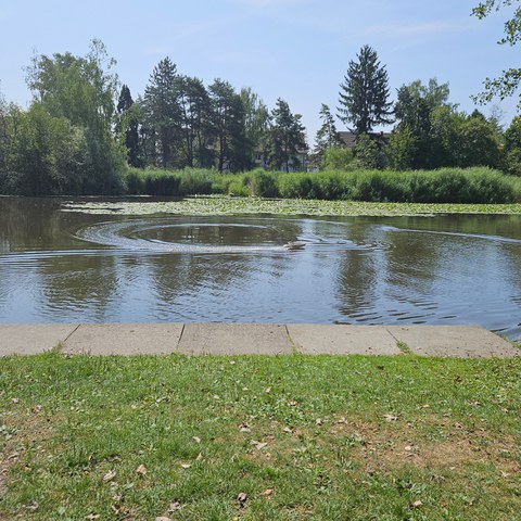 Schützenweiher, Juli 2026. Vergrösserte Ansicht