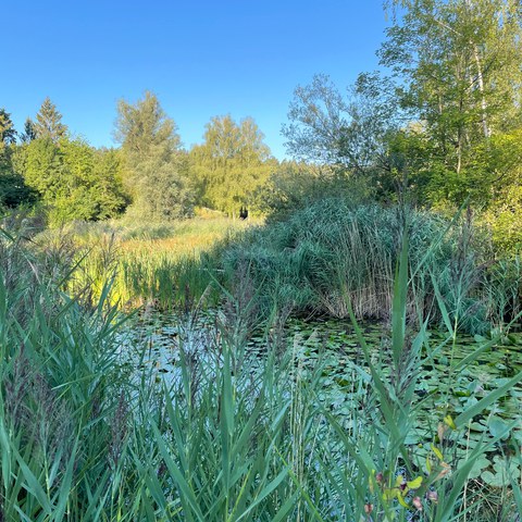Schützenweiher, starker Bewuchs von Schilf und Schwimmblattpflanzen. Vergrösserte Ansicht