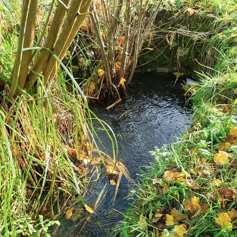 Veltheimer Dorfbach, Auslauf. Vergrösserte Ansicht